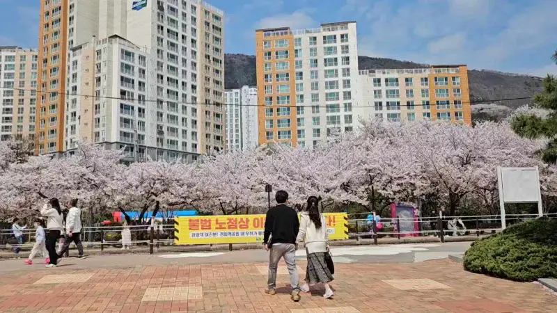 경화역 벚꽃 풍경