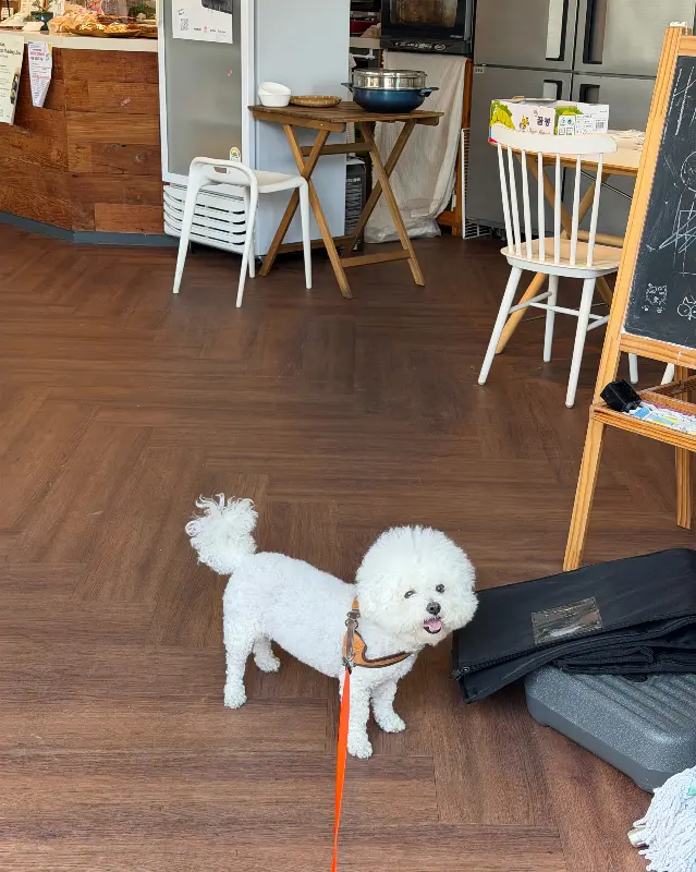 슈가럼프의 귀여운 마스코트 강아지