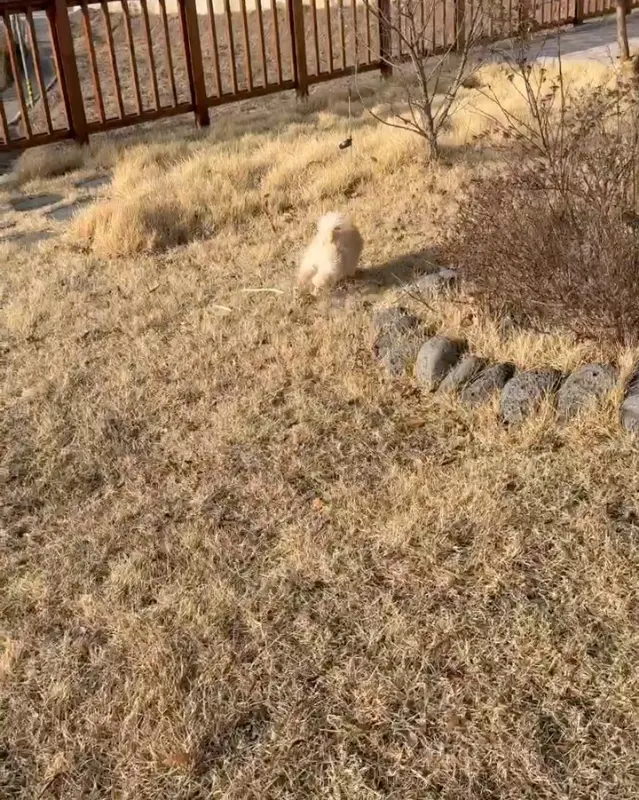 강아지가 마당을 뛰어놀고 있는 모습