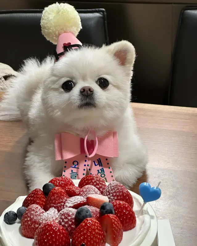 강아지와 함께 즐기는 케이크