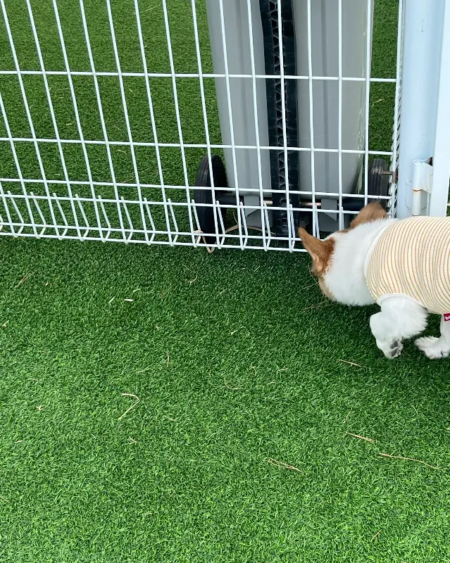 애견 운동장에서 뛰어노는 강아지