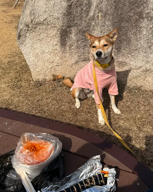드림랜드 분식에서 포장한 김밥과 떡볶이를 들고 있는 강아지
