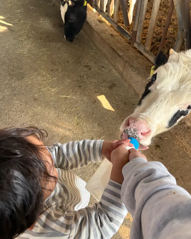 젖소에게 우유를 주는 아이