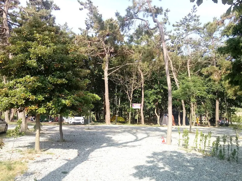 캠핑장 주변 숲 속 풍경