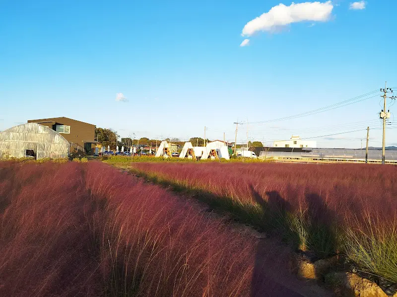 핑크뮬리 정원과 오두막의 조화