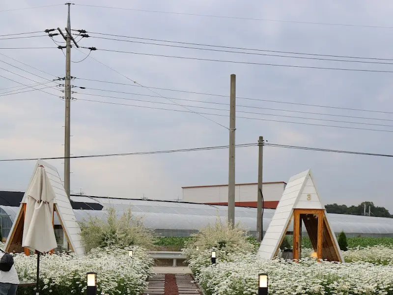 핑크뮬리 밭 너머로 보이는 카페 건물