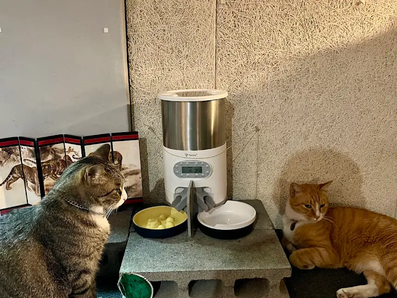 가게 마스코트 고양이들