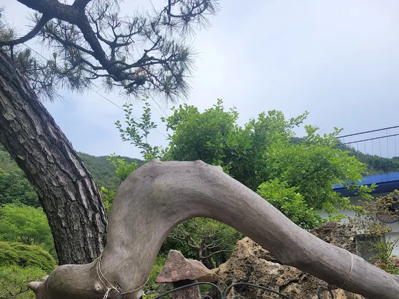 기이하게 뻗은 나뭇가지가 인상적인 카페 정원의 풍경