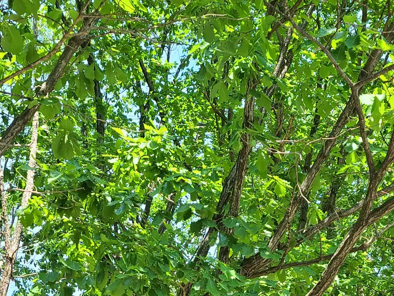 얼큰한 송어 매운탕