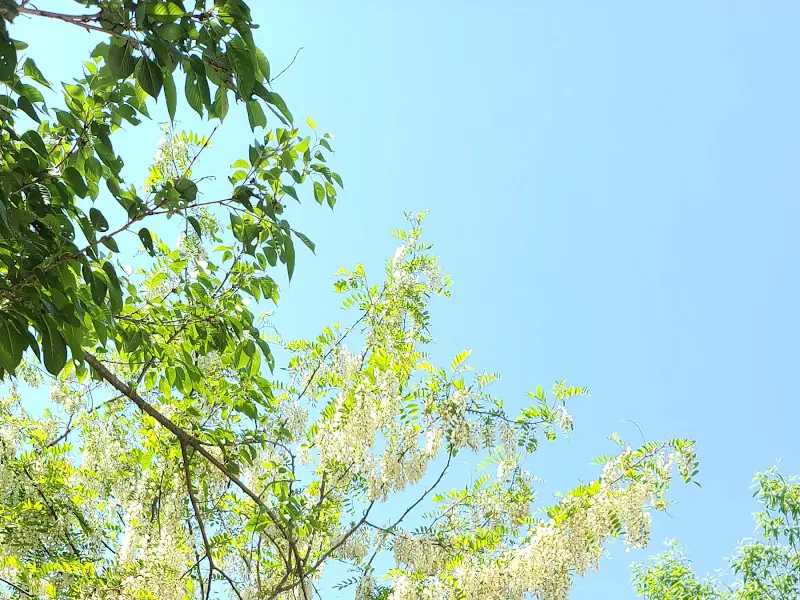 푸르른 하늘과 녹음