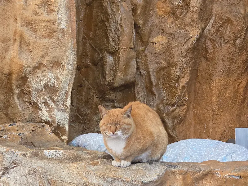 대게궁 입구의 고양이