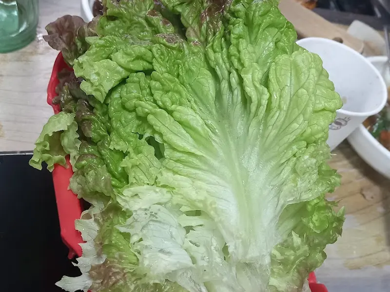 신선한 텃밭 상추