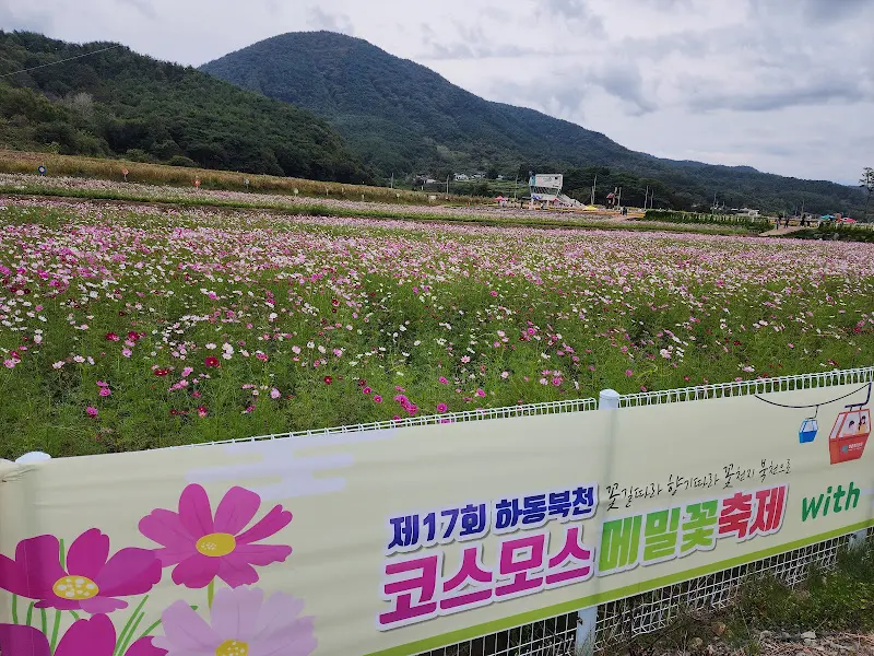 하동 북천 코스모스 축제 풍경