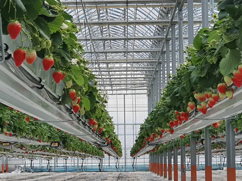 딸기가 주렁주렁