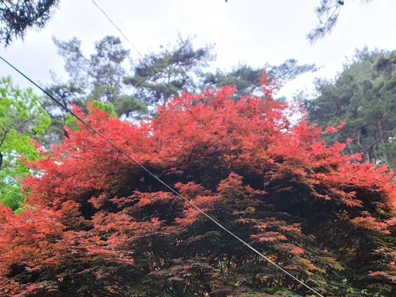 붉게 물든 단풍나무