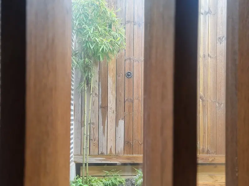 창밖으로 보이는 대나무 숲