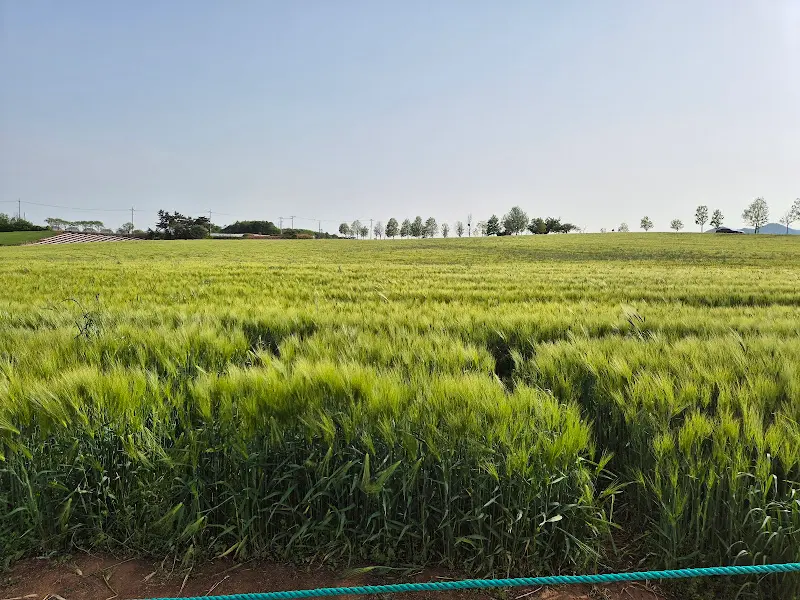 초록빛 새싹이 돋아나는 들판
