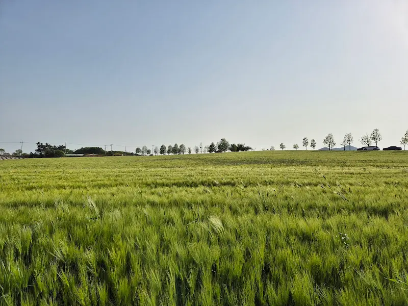 청보리가 자라나는 모습