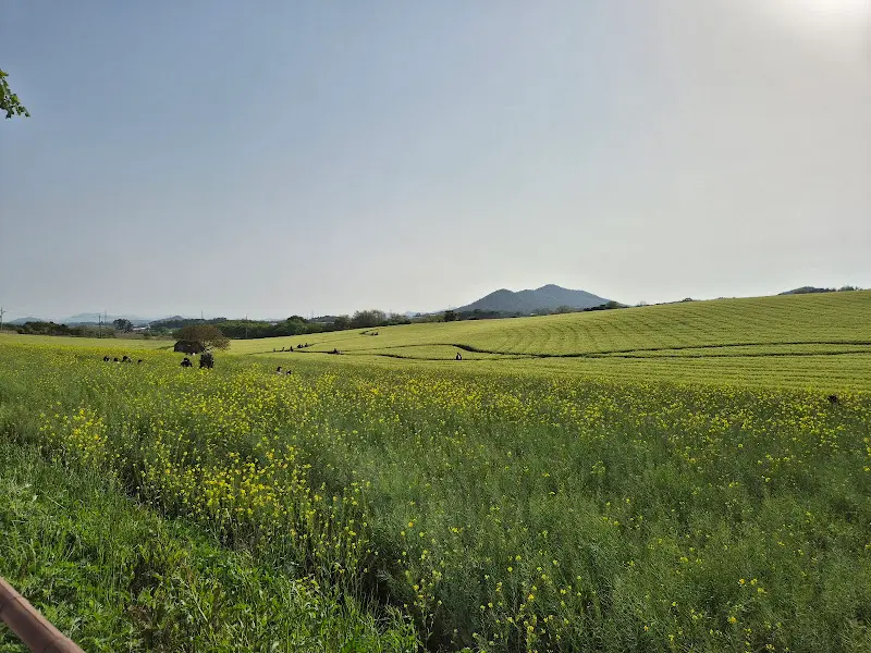 유채꽃과 청보리가 어우러진 풍경