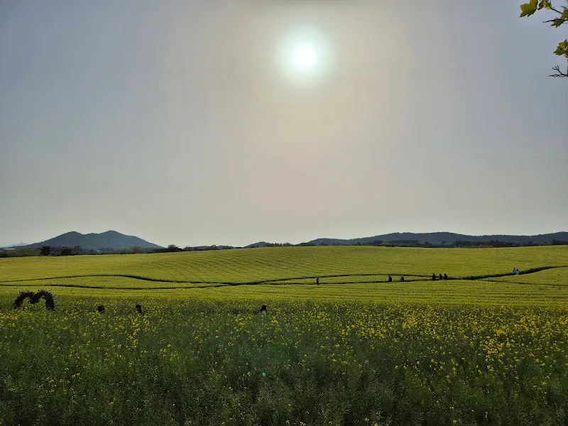 드넓게 펼쳐진 유채꽃밭