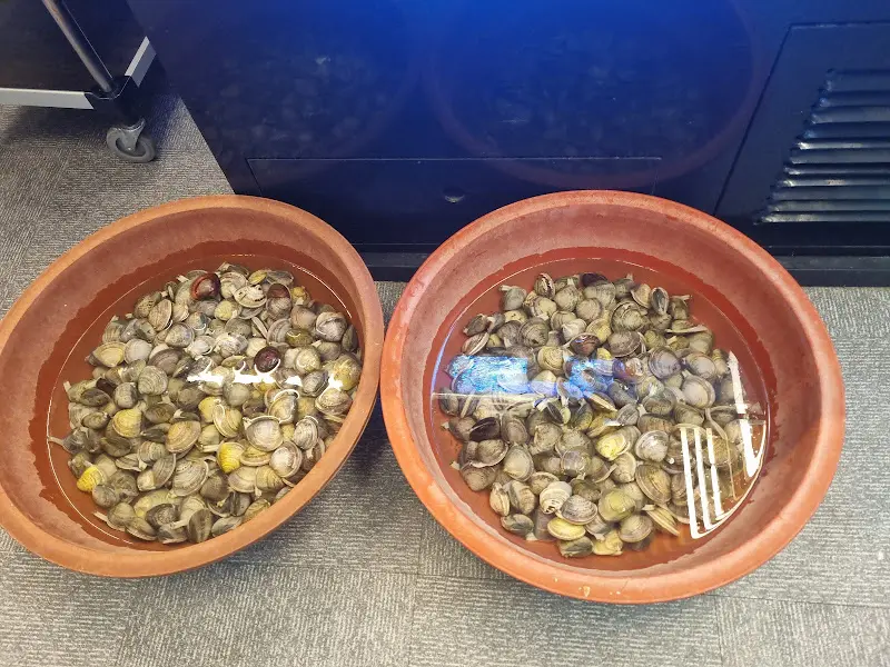 수조 안에서 신선함을 유지하고 있는 백합 조개들