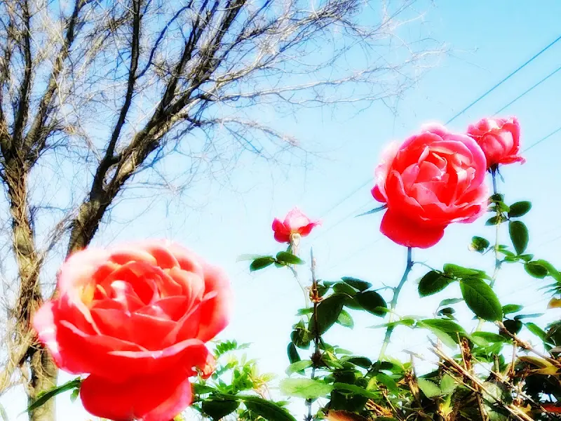 가게 주변에 핀 꽃