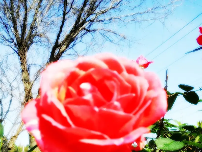 가게 주변에 핀 장미