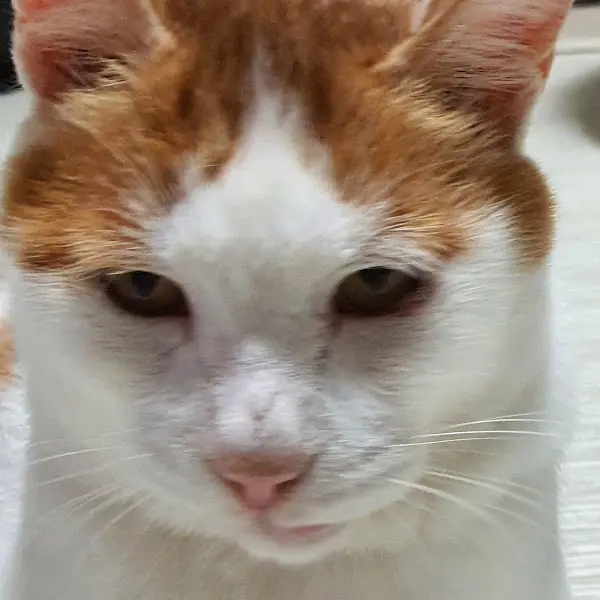 가게에서 만난 고양이