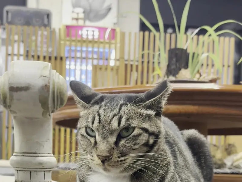 테이블 위에 앉아있는 고양이