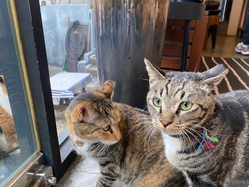 창밖을 바라보는 고양이 두 마리