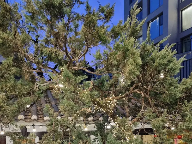 조명이 켜진 나무