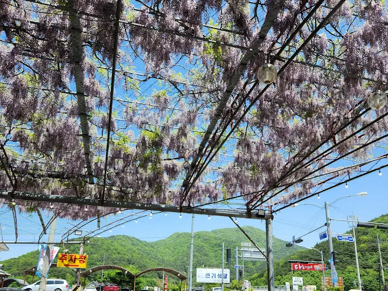 주차장 위 등나무