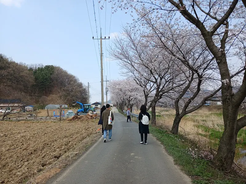 카페 앞 벚꽃길 풍경