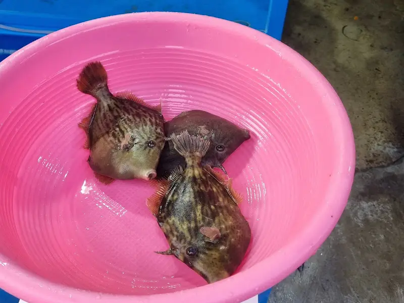 살아있는 물고기