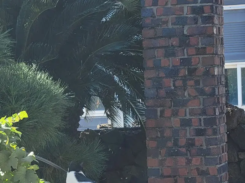 가게 앞을 지키는 고양이