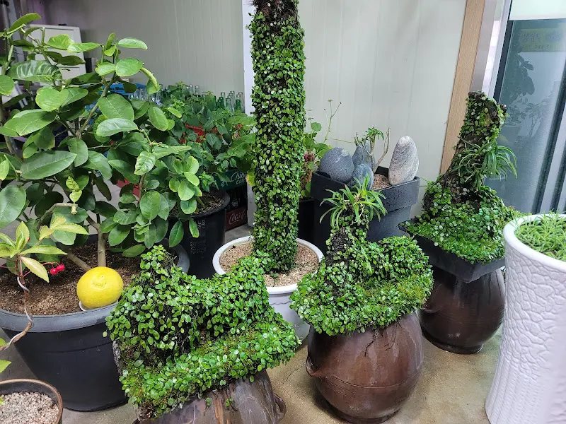 식당 내부에 놓인 다양한 화분들