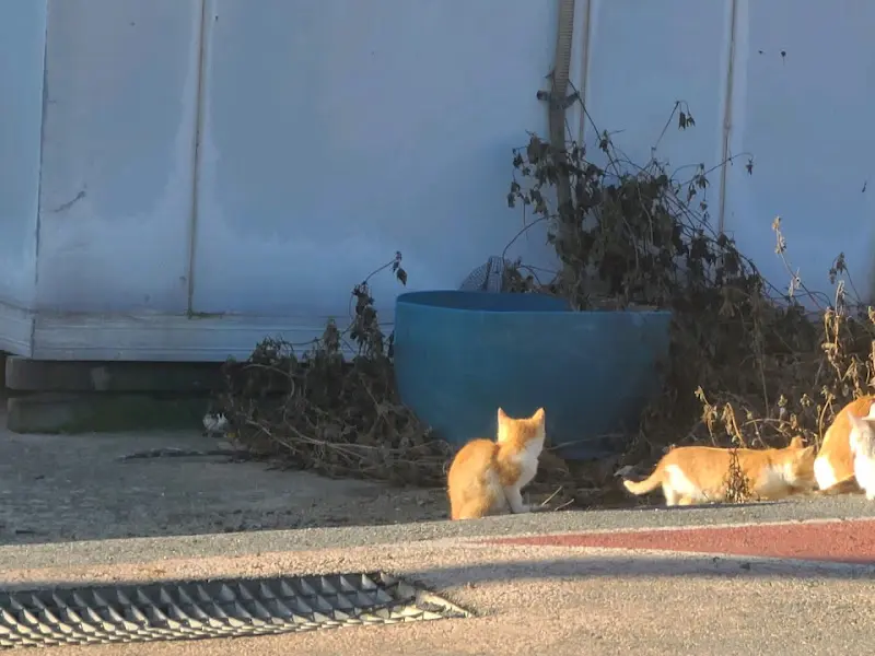식당 주변의 고양이들