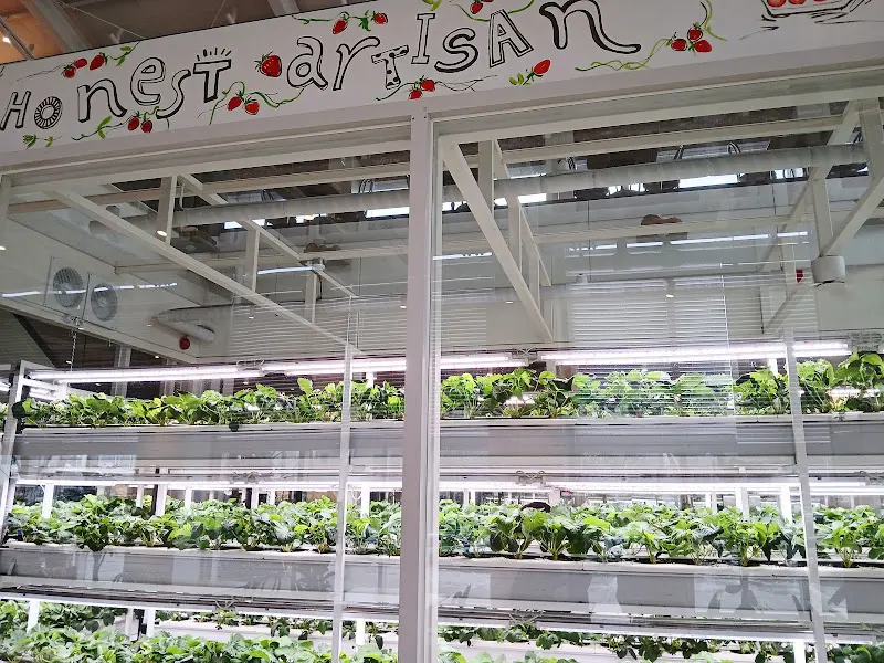 스마트팜 딸기 재배 공간