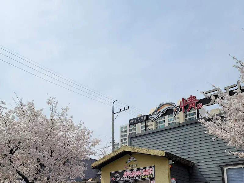 정코다리 본점 외경, 벚꽃이 만개해 있다.