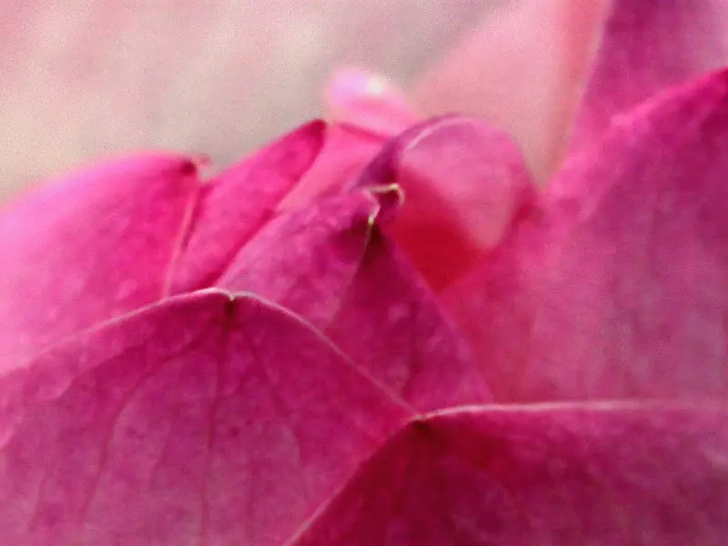 붉게 물든 연꽃잎