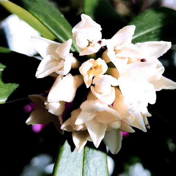 흰색 꽃 클로즈업