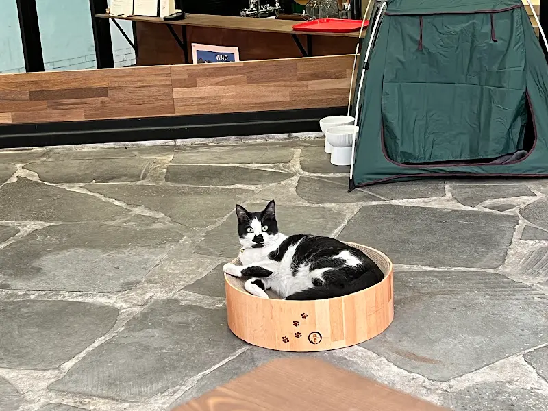 쏘에ન્ડ 고양이