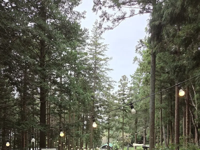 조명이 켜진 숲