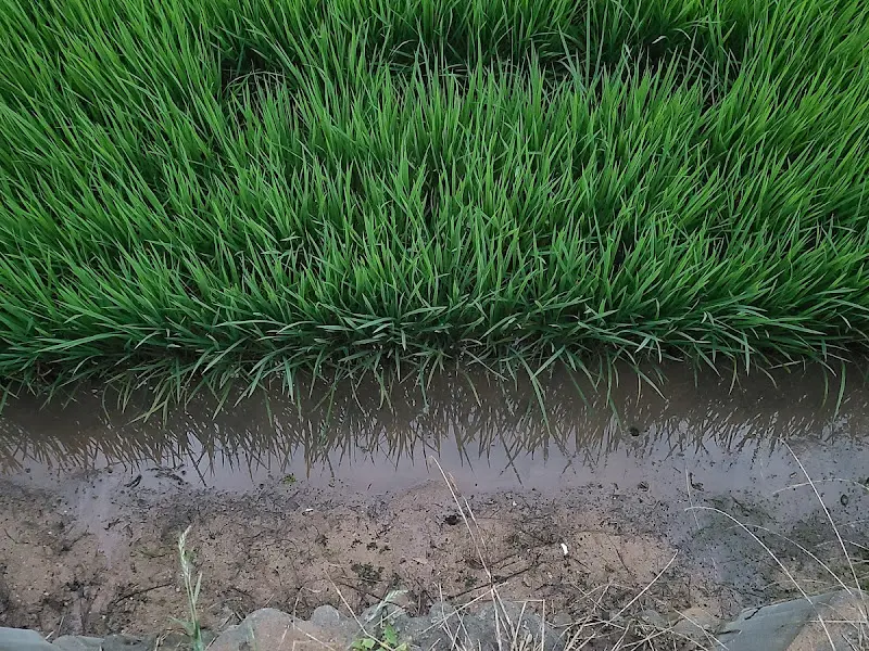 2층에서 바라본 논밭뷰