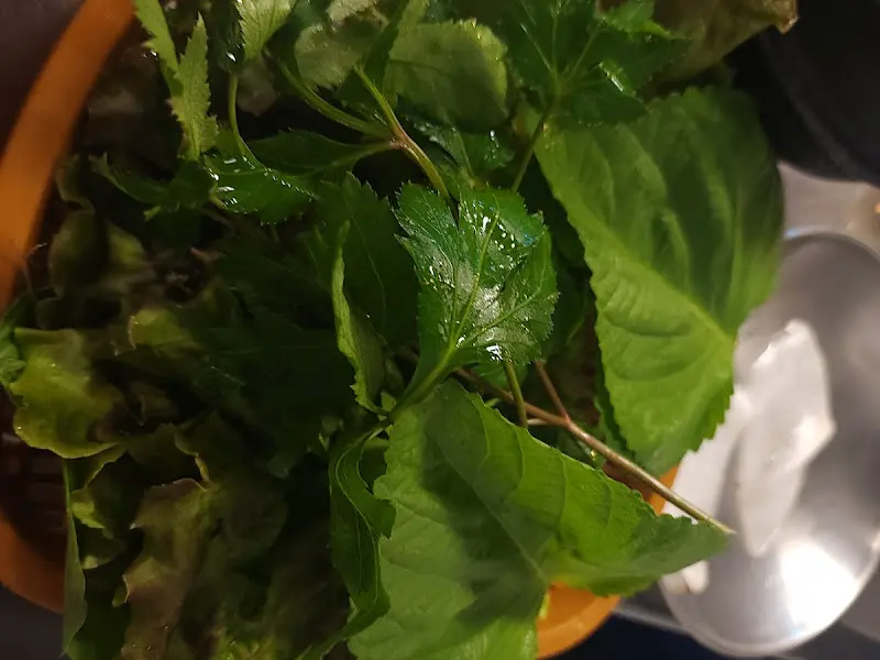 신선한 쌈 채소