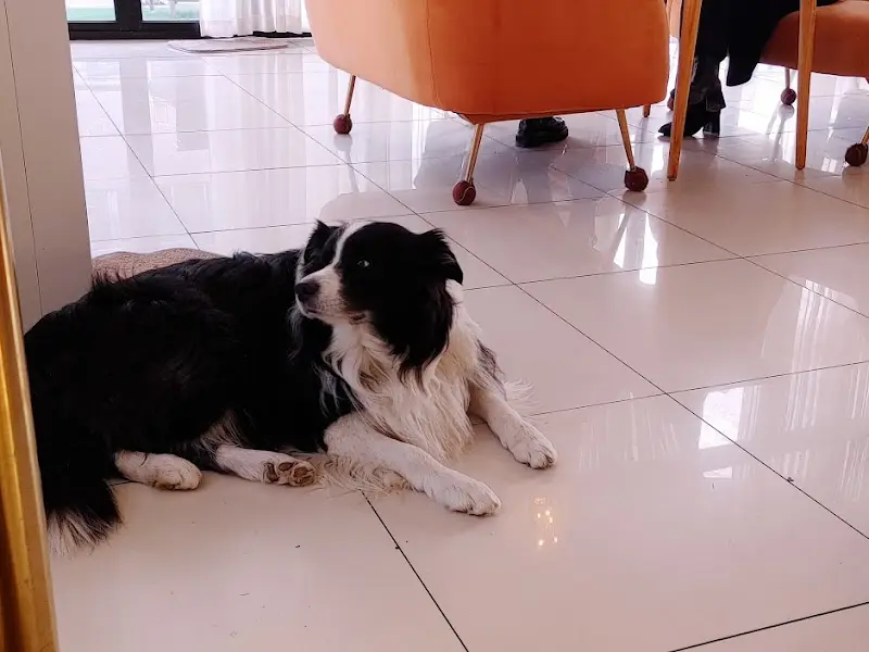 카페에 있는 보더콜리