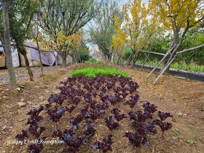 식당에서 직접 재배하는 채소밭
