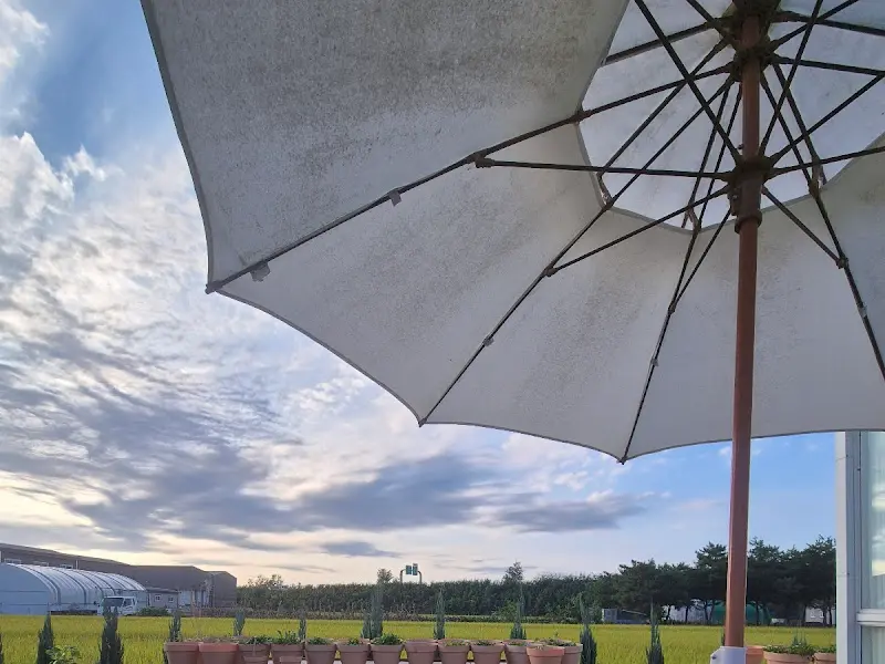 하늘을 향해 뻗은 파라솔