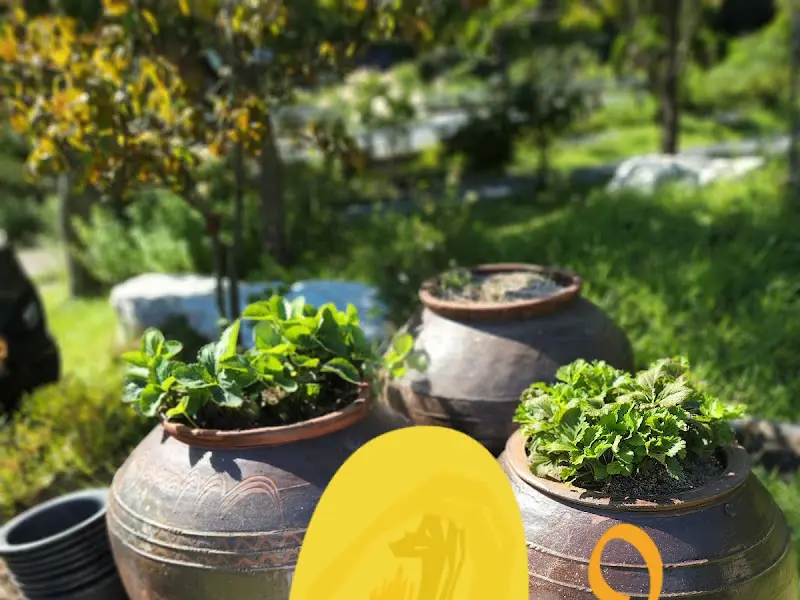 정갈하게 놓인 옹기들