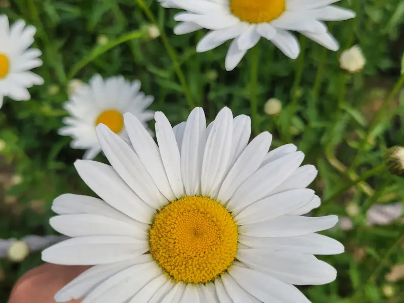 탐스럽게 핀 샤스타데이지의 클로즈업